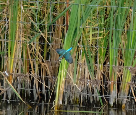 Ijsvogel 