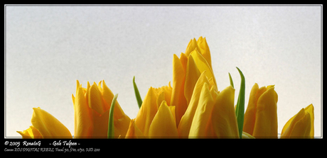 Tulpen uit......