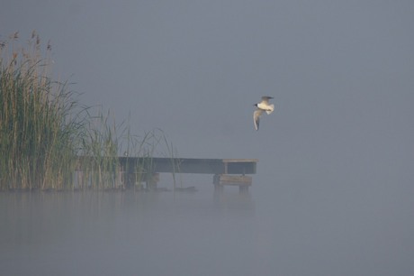 kokmeeuw in de mist