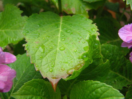 hortensia blad