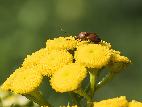 Rode Halsbandwants 1