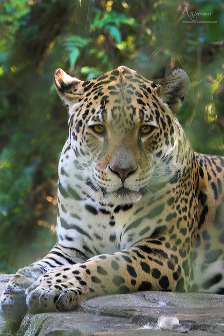 Jaguar 