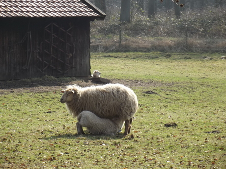 Lammetjes bij moeders