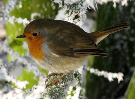 Rood in ´t groen en wit