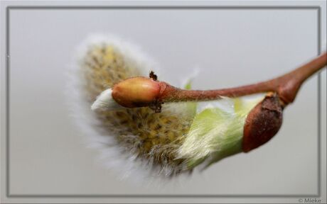 Salix Acutifolia