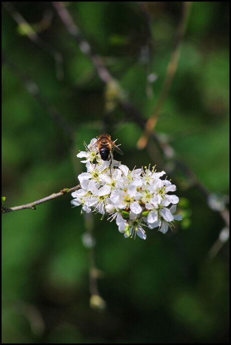 bloem-+-bij