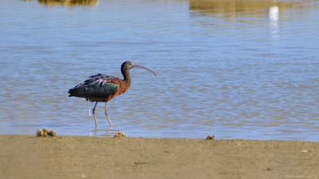 Zwarte ibis poept wit