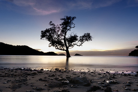 lonely tree