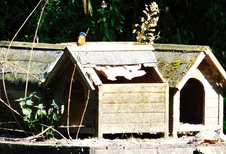 IJsvogel kijkt naar?????