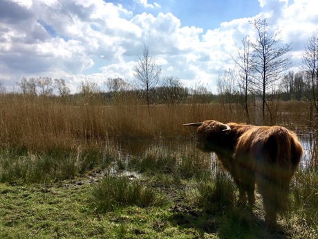 NED-2016-dier-iphone