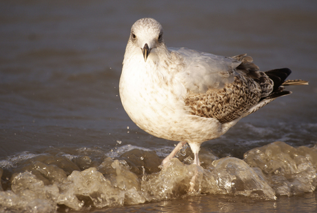 Meeuw op het strand