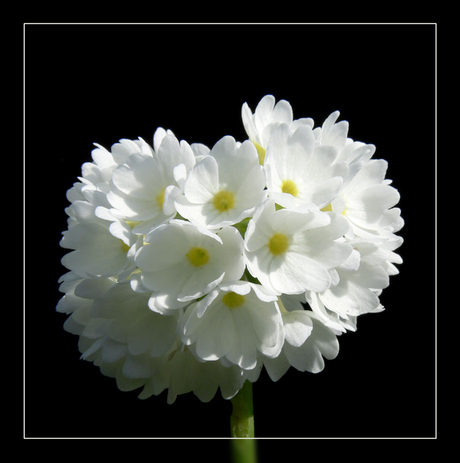 Primula 2