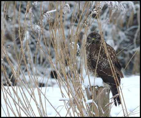 Let it snow!