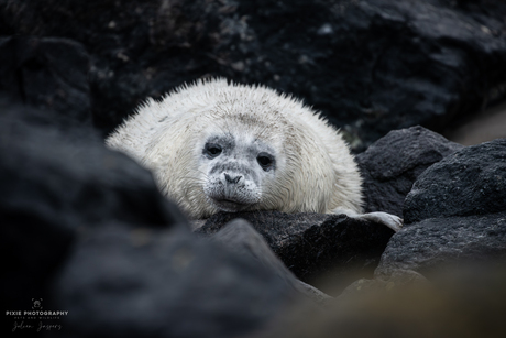 Zeehonden spotten in Helgoland