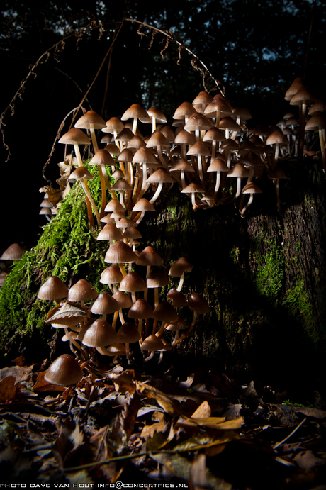 Herfstplaatjes 20-10-2013-6963.jpg