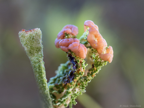 Wonderlijke bos bloemen