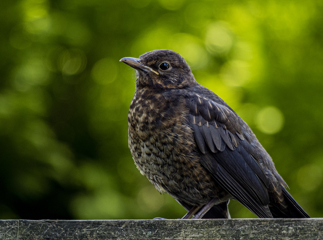 Rook Niet genoeg bolvormig Jonge Merel - foto van copper-krijger - Natuur - Zoom.nl