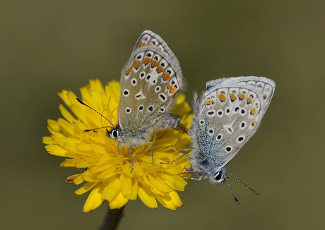 Icarus Blauwtje