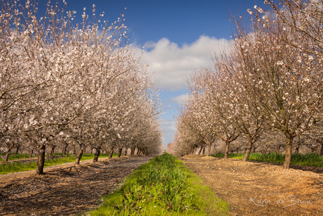 Snow of the Algarve!
