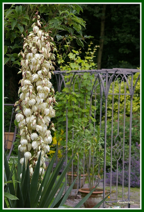 Yucca in bloei