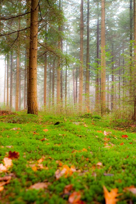 prachtig groen laken