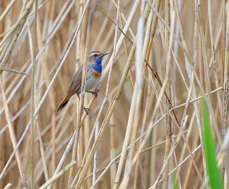 blauwborst