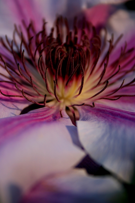 Clematis