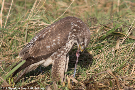 Buizerd met prooi