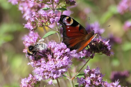 vlinder met hommel