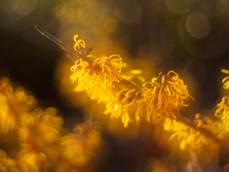 Hammamelis met lensbaby