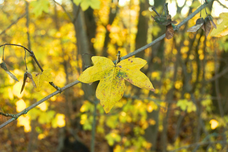 Herfst