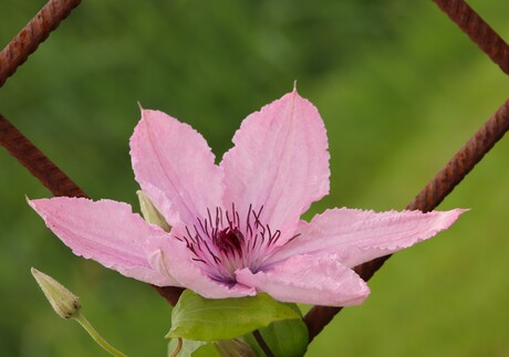 Clematis