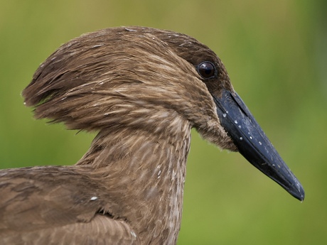 Hamerkop 