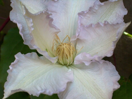 Clematis