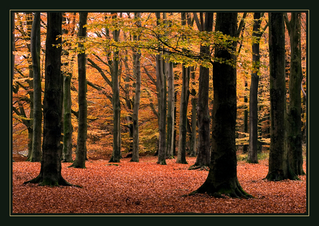 Herfstbeuken