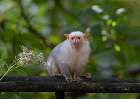 Zwartstaartzilverzijde aapje 