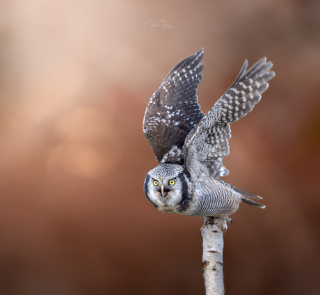 ''Ready for take-off''