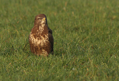 gras buizerd