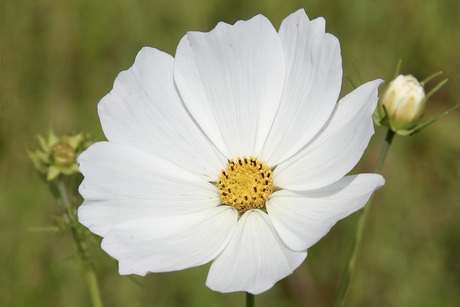 Cosmea wit