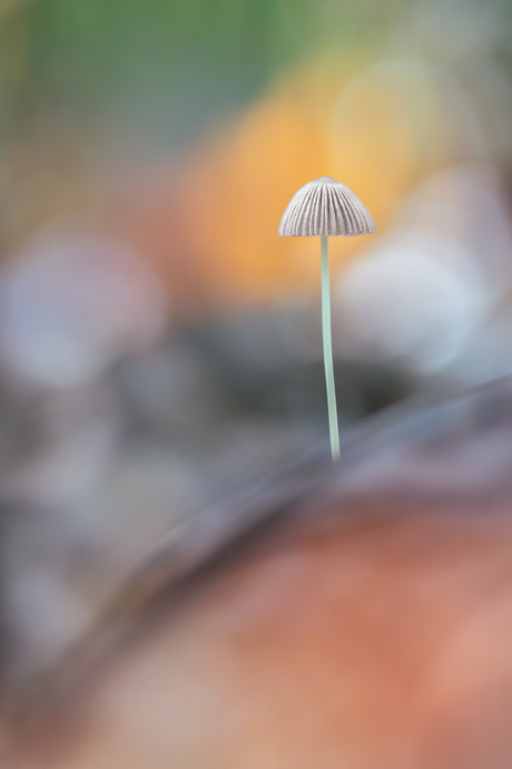 Yes, laat het paddenstoelenseizoen maar komen