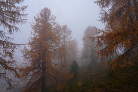 bomen in de mist