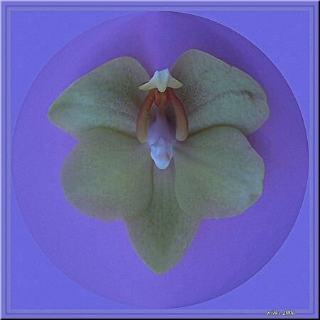 Moeder en kind - Had  deze  orchideebloem op  de  foto  gezet bij  het  bekijken  viel  me  op  dat  het  hart  van  de  bloem  net  op  een  vrouwtje  leek  die  een - foto door erieka op 30-04-2006 - deze foto bevat: bloemen