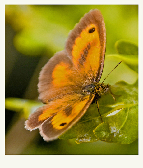 Oranje Zandoogje