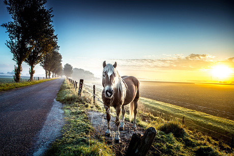 Paard tijdens een mistige zonsopgang