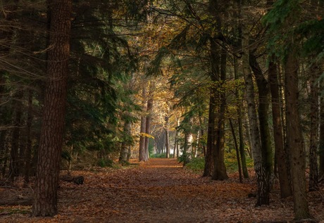 Herfst bos