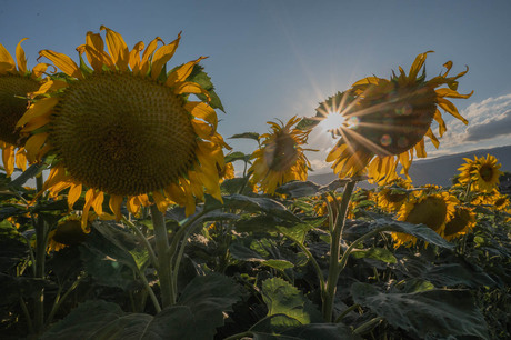 Sunflowers