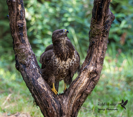 De buizerd.