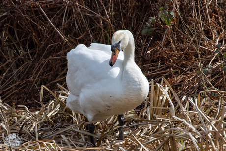Zwanennest in wording