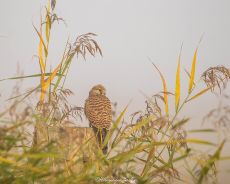 Torenvalk in de ochtendmist 