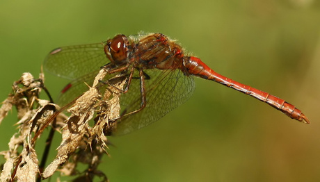 Bloedrode heidelibel